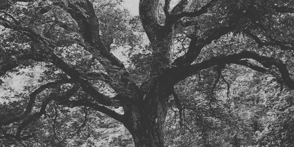 AnaOno Sustainability Promise